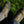 Load image into Gallery viewer, Rugged Laces
